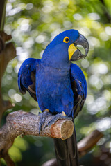 blue and yellow macaw