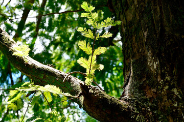 Small branch on tree