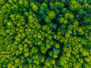 top drone view of a green forest