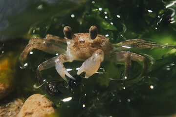 Macro photography  of a small crab in a humid environment