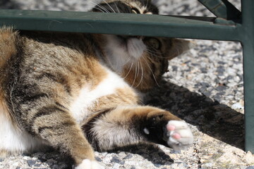 tabby and white cat outdoors with green plants garden