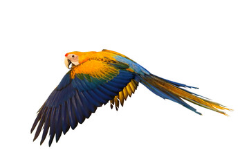Colorful flying Camelot Macaw parrot isolated on transparent background png file	