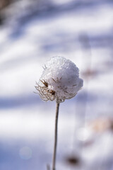 snow covered plant