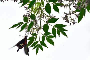  common windmill, is the most common member in India of the windmills  tailed black swallowtail...