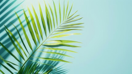  Symbolic Serenity Palm Branch Set Against a Sky Blue Background, Perfect for Palm Sunday Celebrations and Reflection
