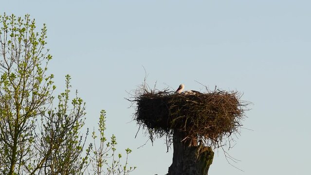 A white stork sits in the nest and warms the eggs, yawns, gets up and begin with adjusting the nest