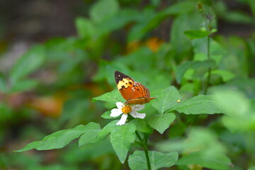 Cupha erymanthis sucks nectar and powder from the flowers