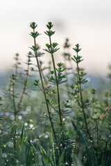Marigold in detail in the lawn.
