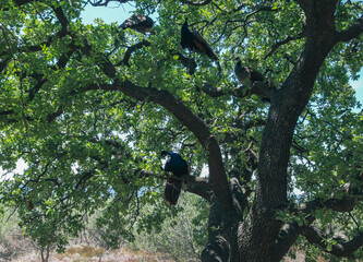 Sitting peacocks in the trees on Filerimos mountains.