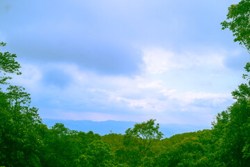 green forest and sky