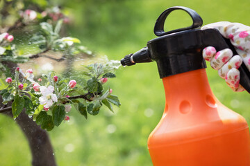 Spraying Fruit Tree with Flowers  by Pesticide in Spring. Hand in Protective Gloves using Crop...