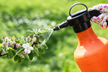 Spraying Blooming Fruit Tree Against Plant Diseases and Pests. Farmer Using Spray Bottle with...