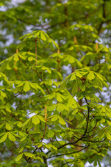 Fototapeta na wymiar Chestnut buds and fresh green leaves.