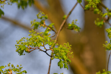 Tiny green flowers of a maple tree.