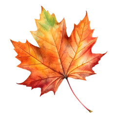 Autumn leaf illustration