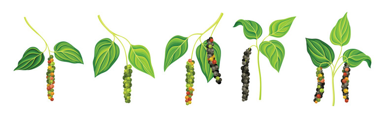 Black Pepper Plant with Green Leaf and Peppercorn Vector Set
