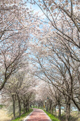 Fototapeta na wymiar a spring scene with cherry blossoms in bloom