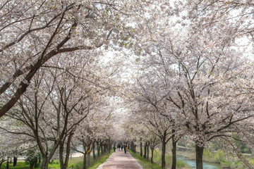 Obraz premium a spring scene with cherry blossoms in bloom