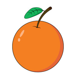 Fruit Orange Vector Illustration