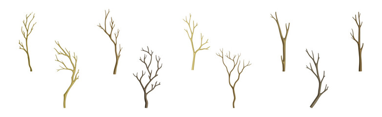 Bare Tree Branch with Stem and Limb Vector Set