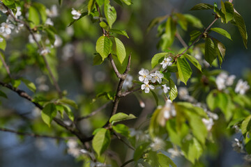 White cherry blossoms on a twig with green leaves.