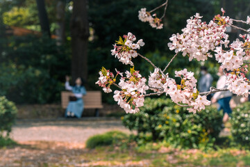 桜と佇む女性
