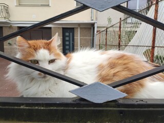 Un chat blanc et roux, assez touffu, derrière une grille, en train de surveiller son environnement...