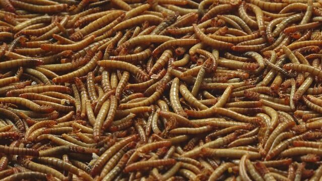 Group of dead mealworms in a farm. Mealworms for bird food