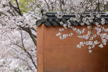 a view of a mountain temple with cherry blossoms in bloom