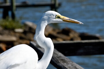 White egret on a fishing pier