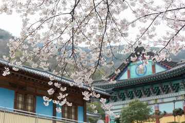 a view of a mountain temple with cherry blossoms in bloom
