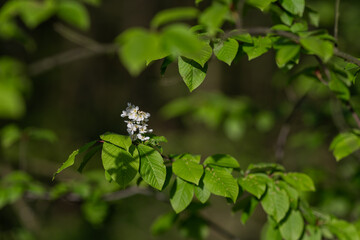 Tiny white flowers of common sedge.