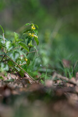 Silver-plated boxwood with yellow flowers.
