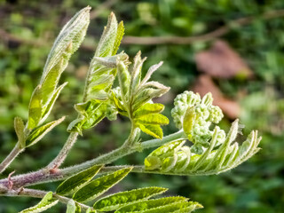Flower buds cluster of rowan tree, sorbus aucuparia. The branch with young green leaves and flower buds in early spring