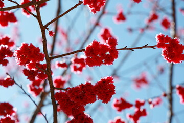 Prunus mume blossoms in the cold winter. Deep pink flowers bloom on the tree.Plum blossoms are similar to Phaya Suea Krong flowers. Pink flowers on a bright sky background. 
