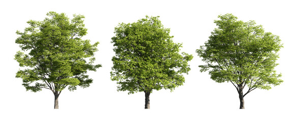 Various trees on transparent background, cutouts 3D rendering for illustration & digital composition