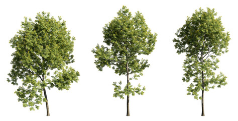 Obraz premium Various trees on transparent background, cutouts 3D rendering for illustration & digital composition