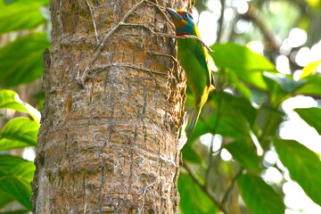 Psilopogon nuchalis is busy pecking at insects and ants in front of a tree hole