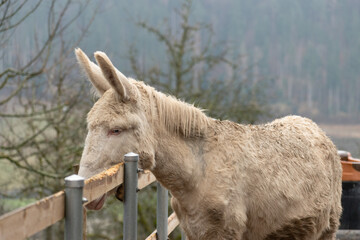White baroque donkey in Feldkirch in Austria