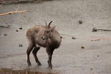 Goat in Feldkirch in Austria