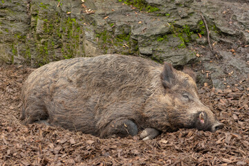 Wild boar in Feldkirch in Austria