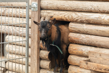 Goat in Feldkirch in Austria