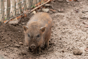 Mini pig in Feldkirch in Austria