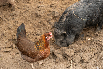 Mini pig and a rooster in Feldkirch in Austria