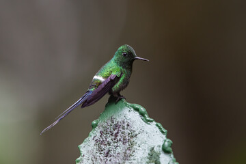 Fototapeta premium Beautiful hummingbird perched on green and white post. Attractive green thorntail hummingbird (Discosura conversii)