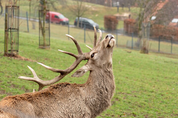 Majestic deer in Feldkirch in Austria