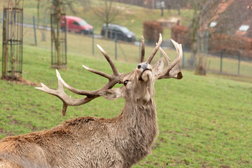 Majestic deer in Feldkirch in Austria