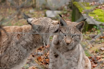 Fotobehang Lynx Majestic lynx in Feldkirch in Austria  © Robert
