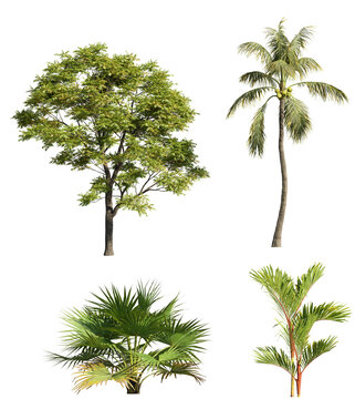 Various trees on transparent background, cutouts 3D rendering for illustration & digital composition