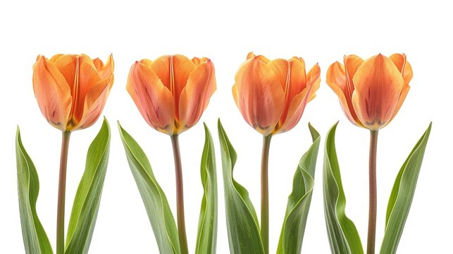 Bright orange tulips with green leaves, perfect for spring themes